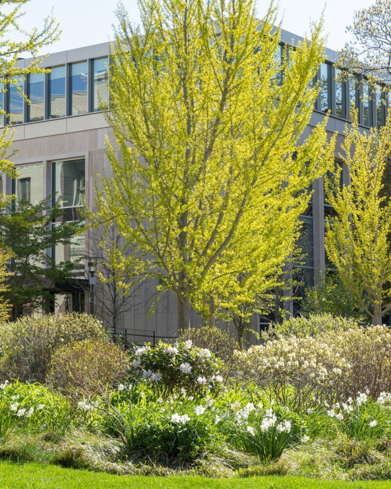 A building behind trees with green leaves, bushes, and white daffodils.