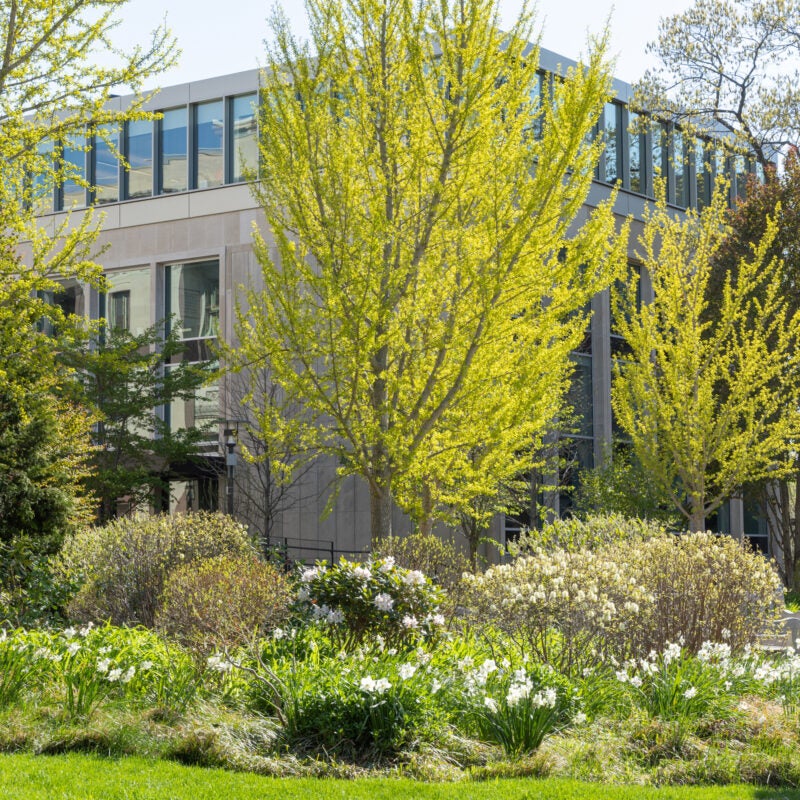 A building behind trees with green leaves, bushes, and white daffodils.