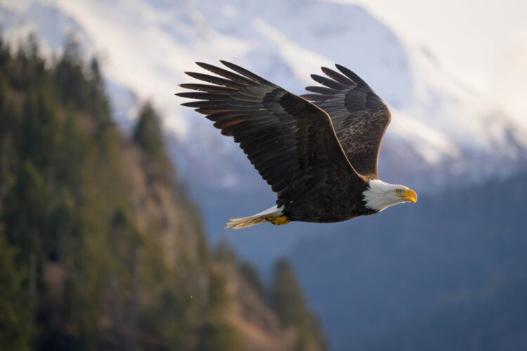 A bald eagle soars through the sky.