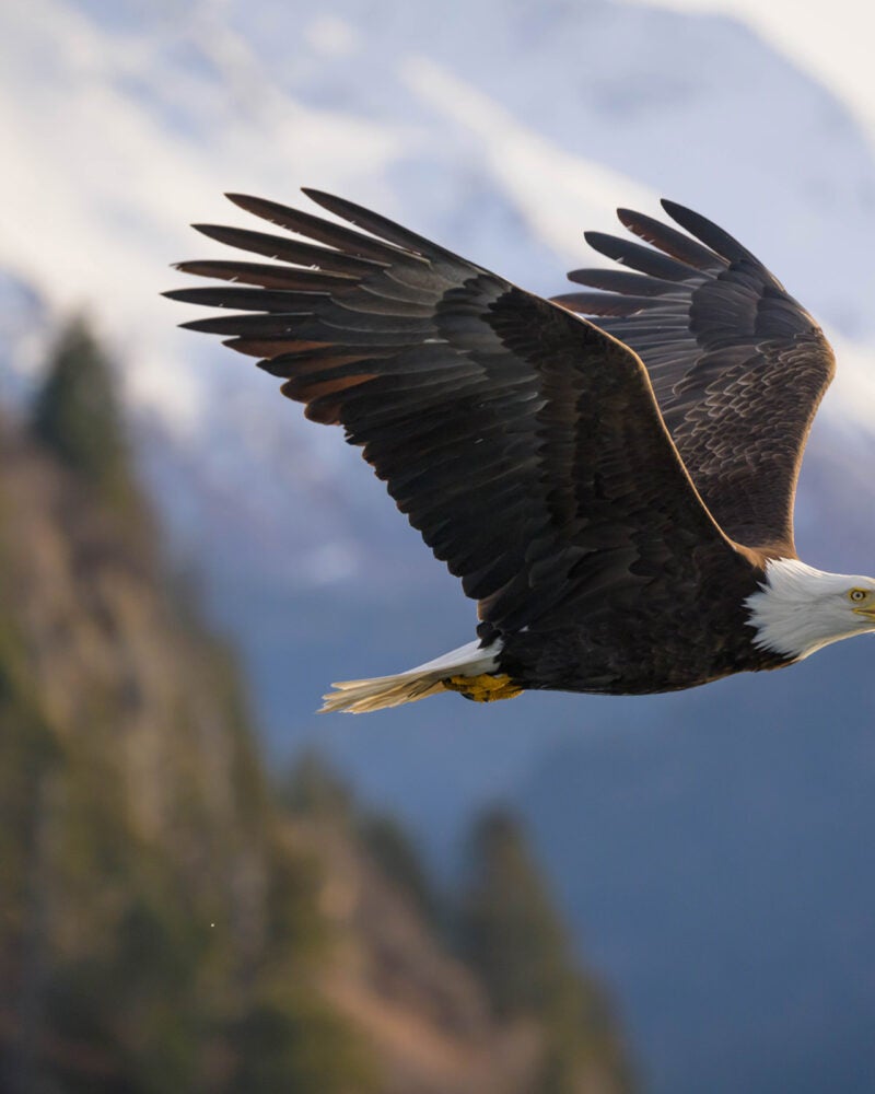 A bald eagle soars through the sky.