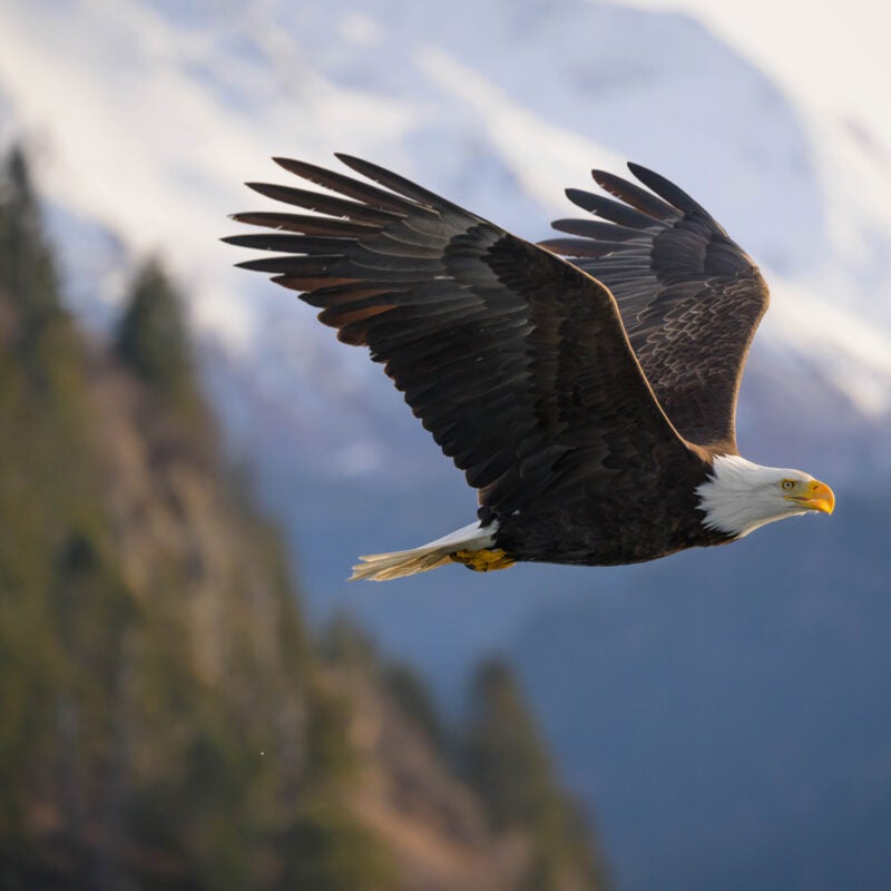 A bald eagle soars through the sky.