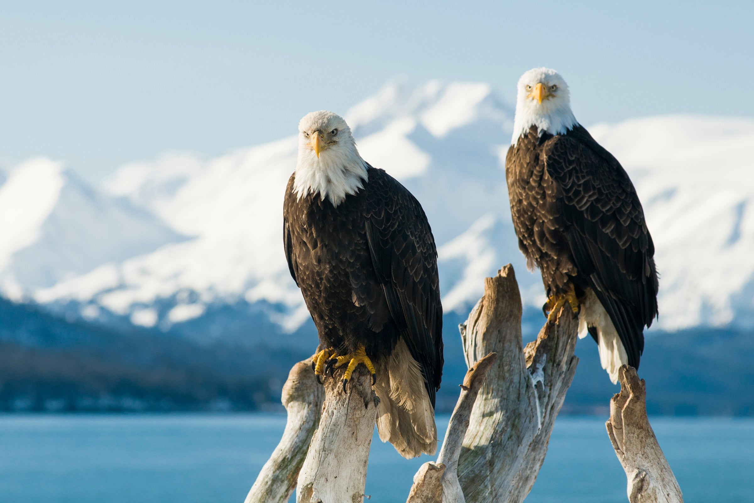 Two eagles perched against a mountainous backdrop. 