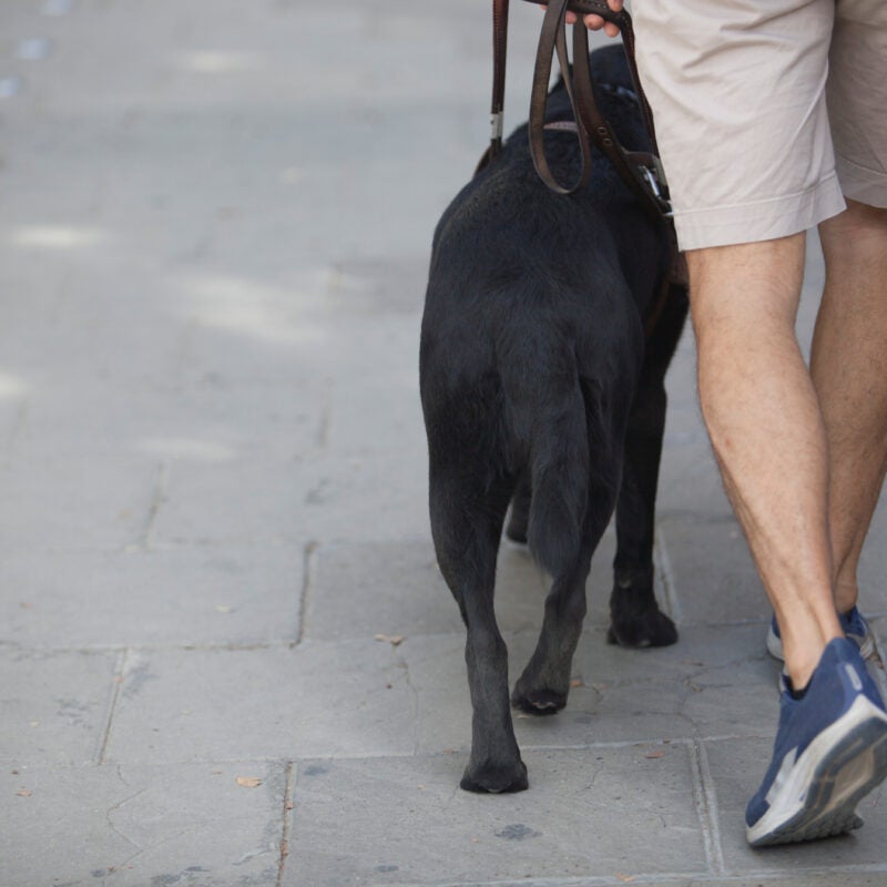 Young blind man walking with black dog guide.