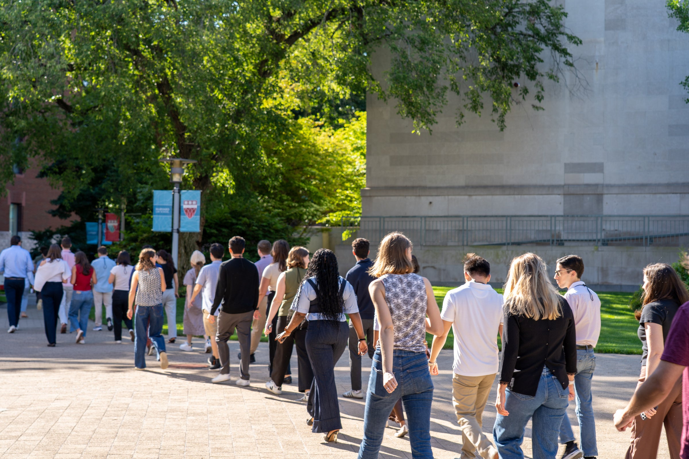 A group of students walks away from the camera along a sunlit paved path lined with trees and buildings.