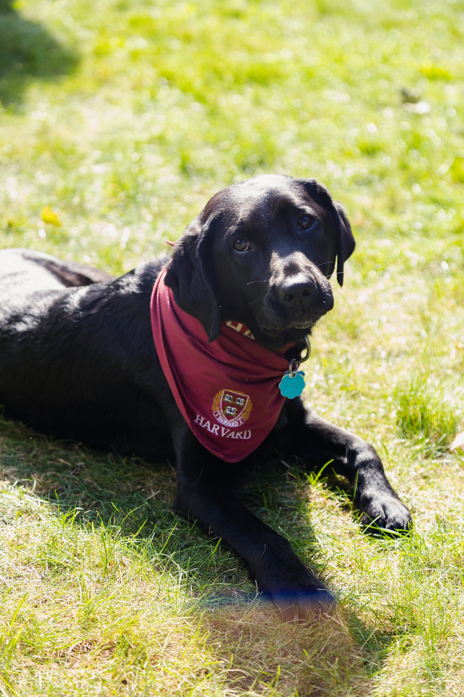 A black dog wearing a crimson Harvard bandana lays in the grass and looks at the camera.