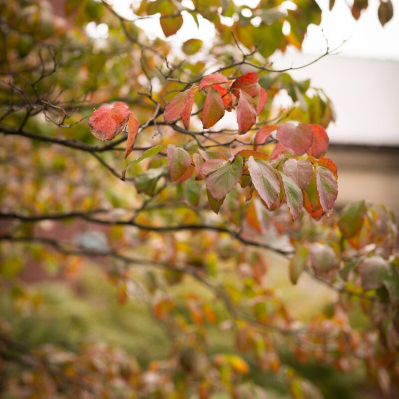 Fall leaves on campus detail