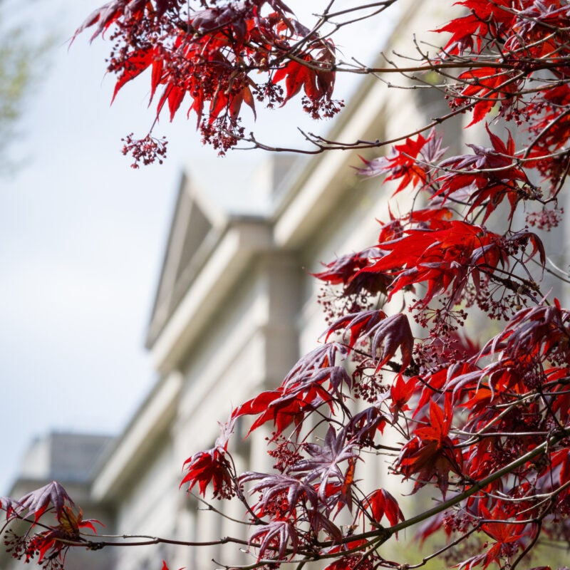 Detail of a building framed by red leaves.