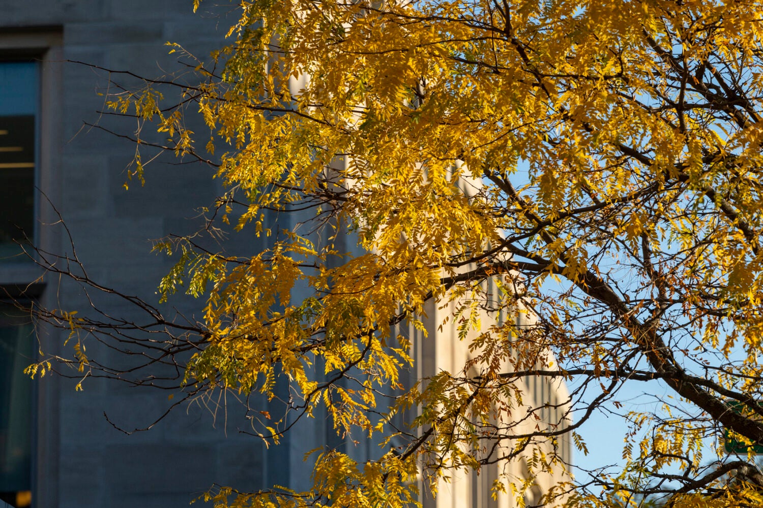 Yellow leaves frame a building on campus.