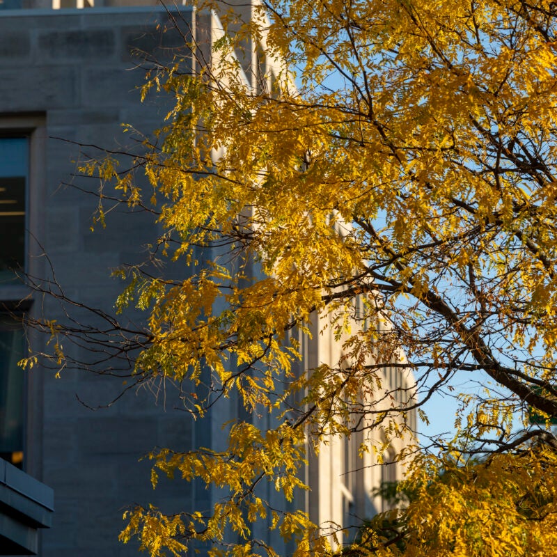 Yellow leaves frame a building on campus.