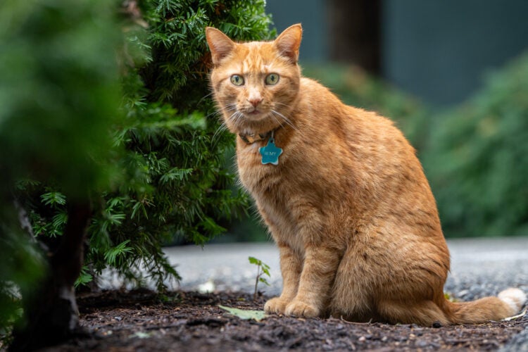 A ginger tabby cat sitting by green foliage.